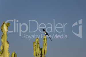 Bird perched on cacti outside a home in Morocco