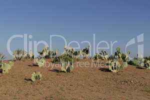 Bird perched on cacti outside a home in Morocco