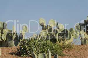 Bird perched on cacti outside a home in Morocco