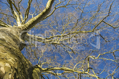 Large deciduous tree in winter on a sunny day