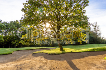 Sand bunker and tree on a summer golf course