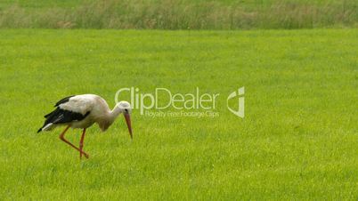 European white stork walking on meadow