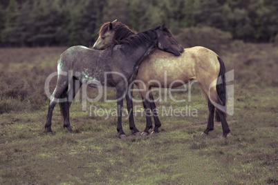 Side view of two horses hugging in field