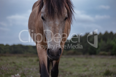 Close up front view of horse looking at camera