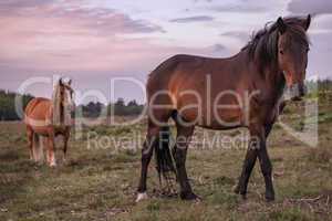 Two brown horses standing in field