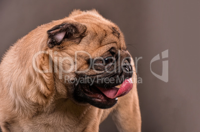 Pug dog close up