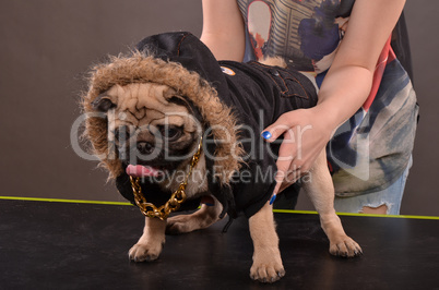 Pug dog and girl