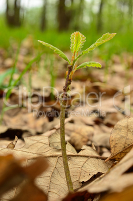 Oak seedlings