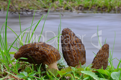 Three Morchella Conica mushrooms