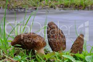 Three Morchella Conica mushrooms