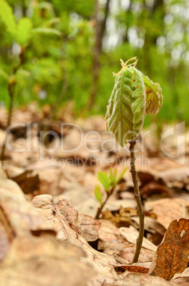 Baby oak