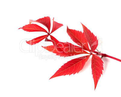 Red autumn twig of grapes leaves (Parthenocissus quinquefolia fo