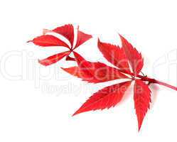 Red autumn twig of grapes leaves (Parthenocissus quinquefolia fo