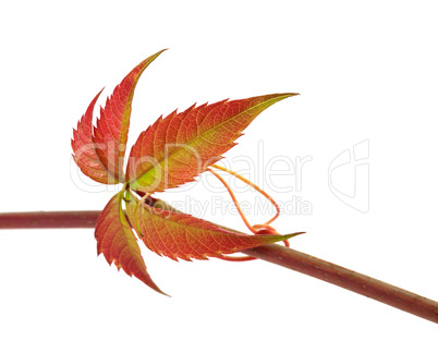 Multicolor autumn twig of grapes leaves, parthenocissus quinquef