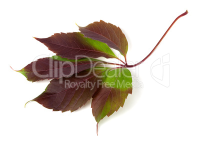 Multicolor autumn grapes leaf (Parthenocissus quinquefolia folia