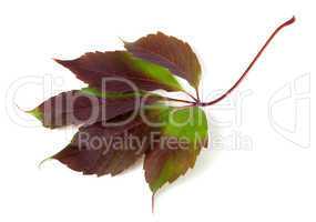 Multicolor autumn grapes leaf (Parthenocissus quinquefolia folia