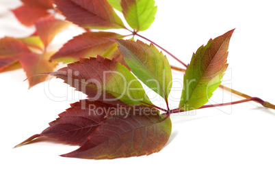 Multicolor autumn grapes leaves (Parthenocissus quinquefolia fol