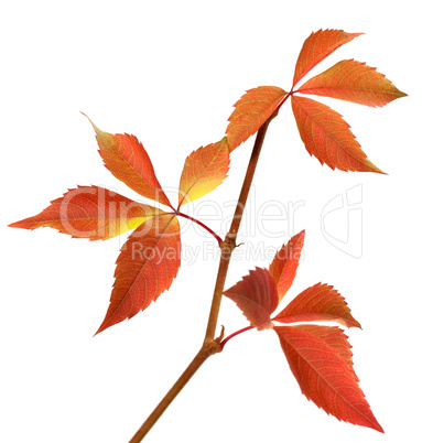 Autumn branch of grapes leaves