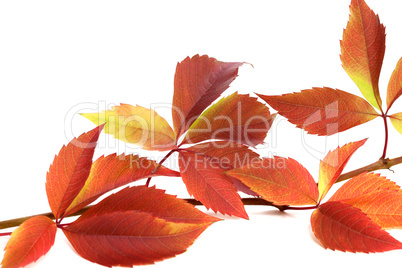 Autumnal twig of grapes leaves (Parthenocissus quinquefolia foli