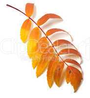 Autumn rowan leaf