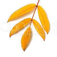 Yellow rowan leaf