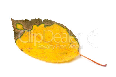 Multicolor yellowed autumn leaf