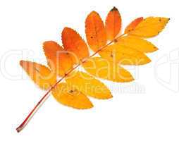 Autumnal yellowed rowan leaf on white background