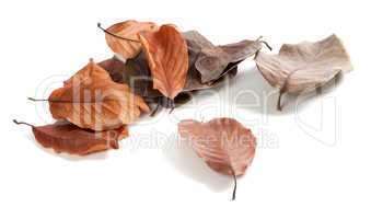 Autumn dry magnolia leaves on white background