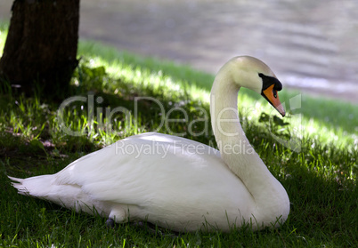 Mute swan on grass under shadow of tree