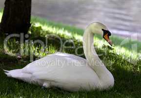 Mute swan on grass under shadow of tree
