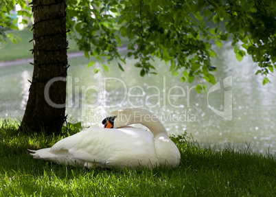 Mute swan on grass under the tree