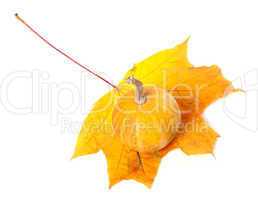 Decorative pumpkin on autumn maple-leaf on white background