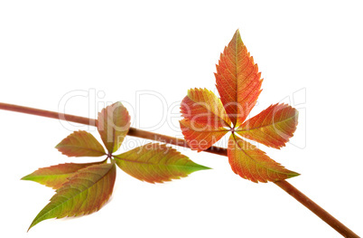 Multicolor autumn twig of grapes leaves