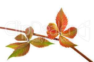 Multicolor autumn twig of grapes leaves