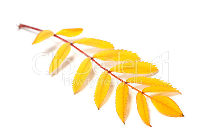 Yellow autumn rowan leaves on white background