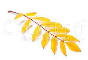 Yellow autumn rowan leaves on white background