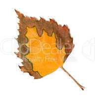 Dry multicolor leaf of birch