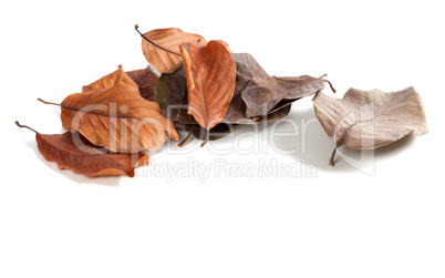 Autumn dry magnolia leaves on white background