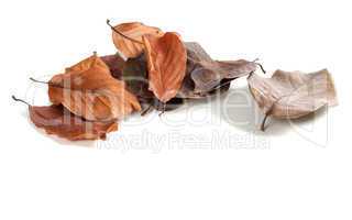 Autumn dry magnolia leaves on white background