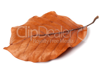 Dry autumn leaf of magnolia