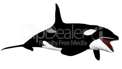 Killer whale opening mouth - 3D render