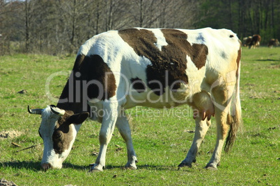 cow grazing in the pasture