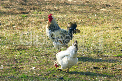 cock and hen walk on the rural court yard