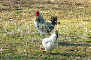 cock and hen walk on the rural court yard