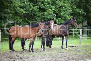 Three Warmblood Horses on pasture