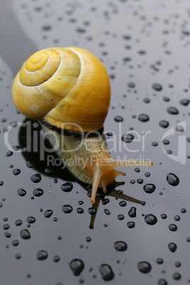 Snail on dark surface