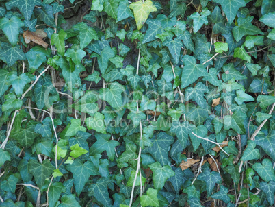 Green ivy background