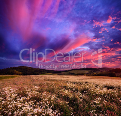 Colourful sunrise over blossoming meadows
