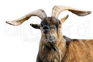 Goat with impressive horns isolated on white
