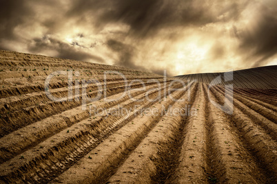 Dry fields in a dramatic light